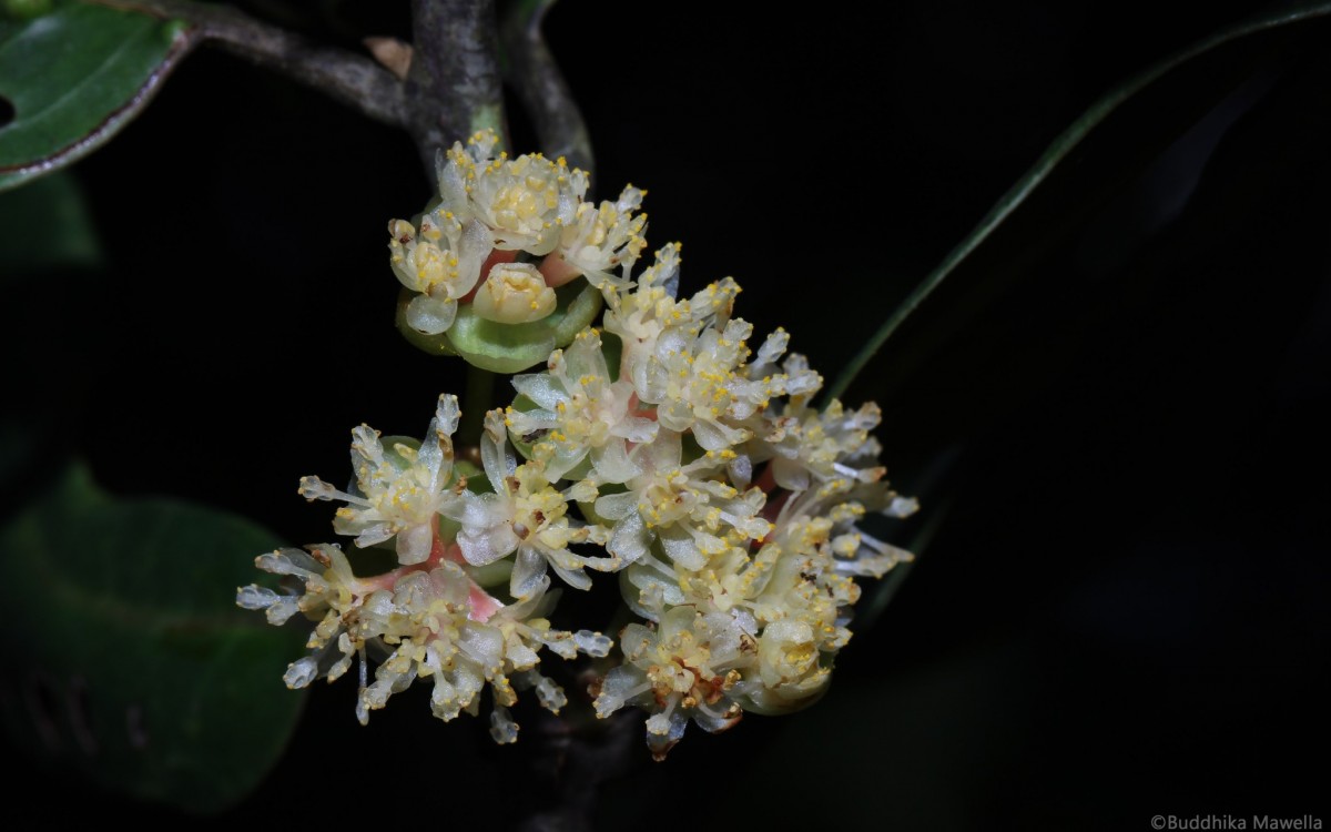 Litsea ovalifolia (Wight) Trimen